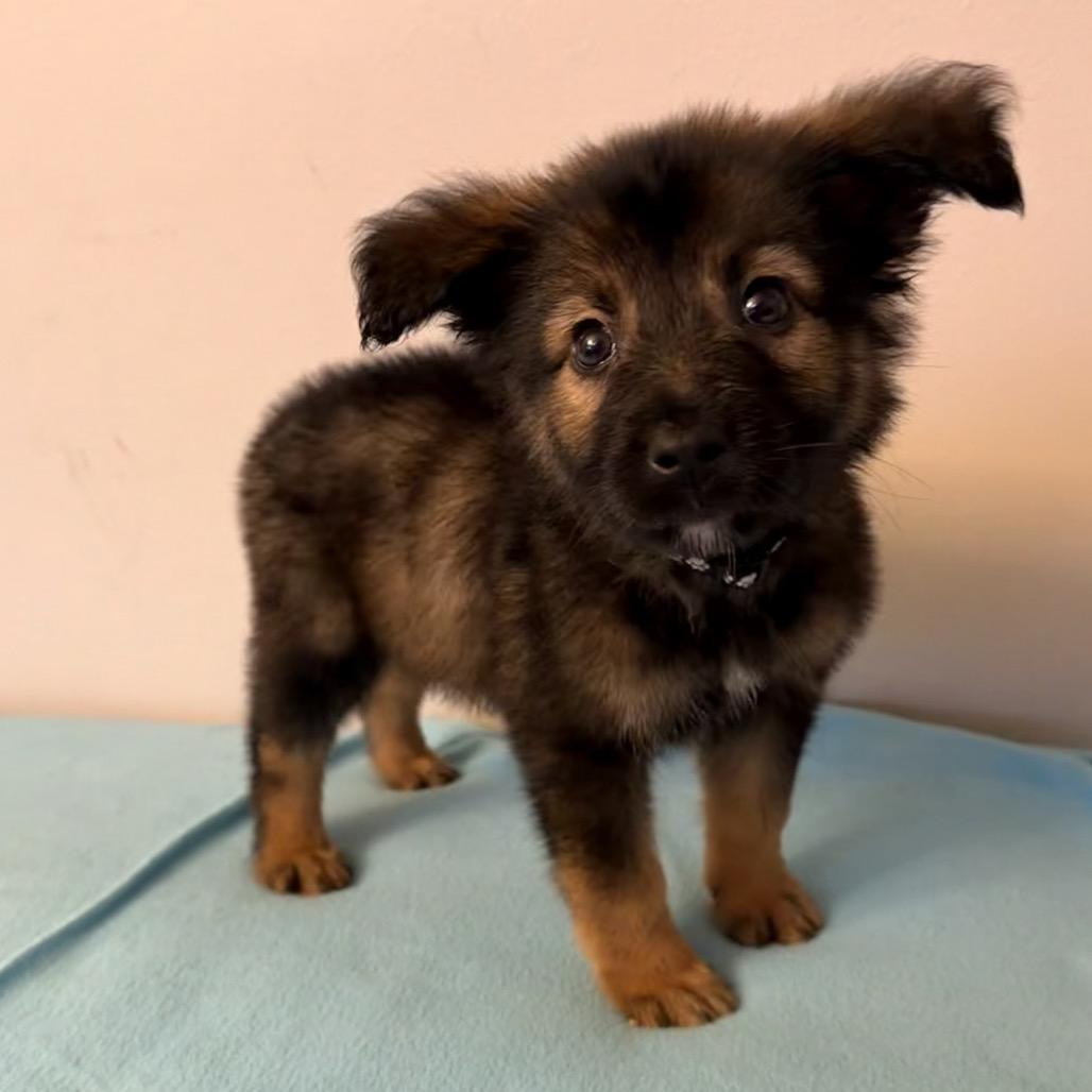 Enlarge Vader, a Adoptable Shepherd in Saint John, IN image 4/4