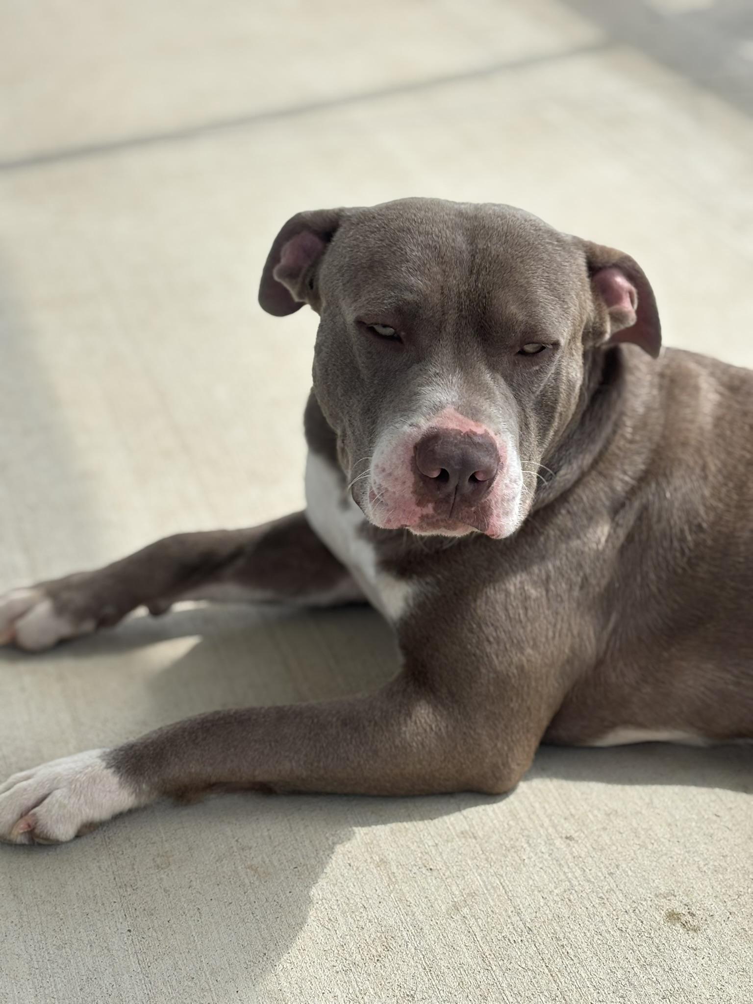 Enlarge Pierce, a ADOPTABLE mixed breed in Franklin, KY image 3/6