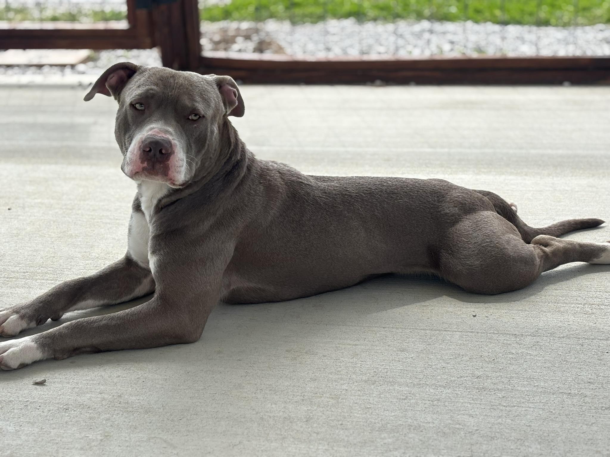 Enlarge Pierce, a ADOPTABLE mixed breed in Franklin, KY image 2/6