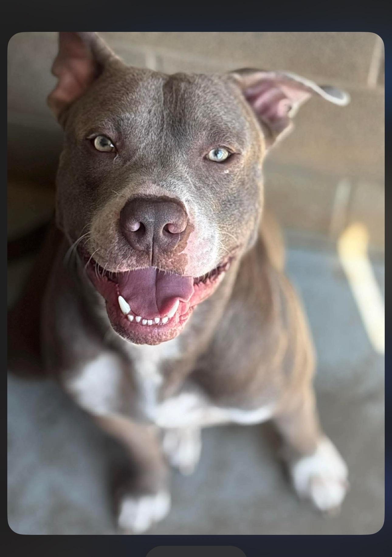 Pierce, ADOPTABLE, Adult Male Pit Bull Terrier.