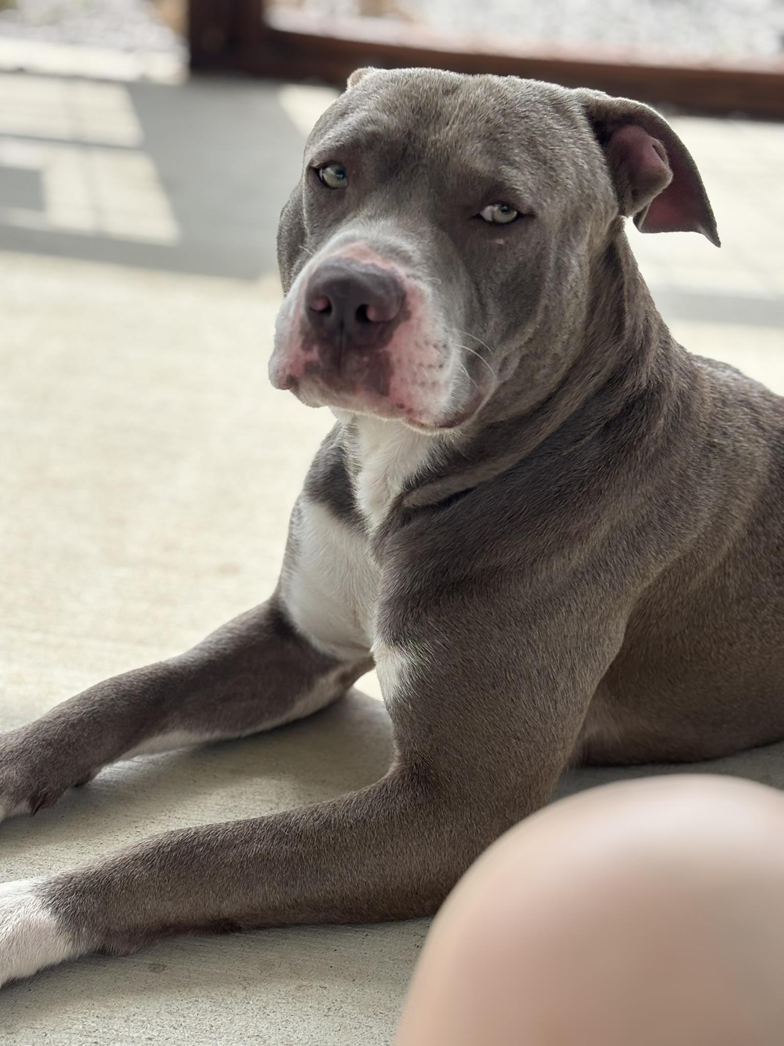 Enlarge Pierce, a ADOPTABLE mixed breed in Franklin, KY image 5/6