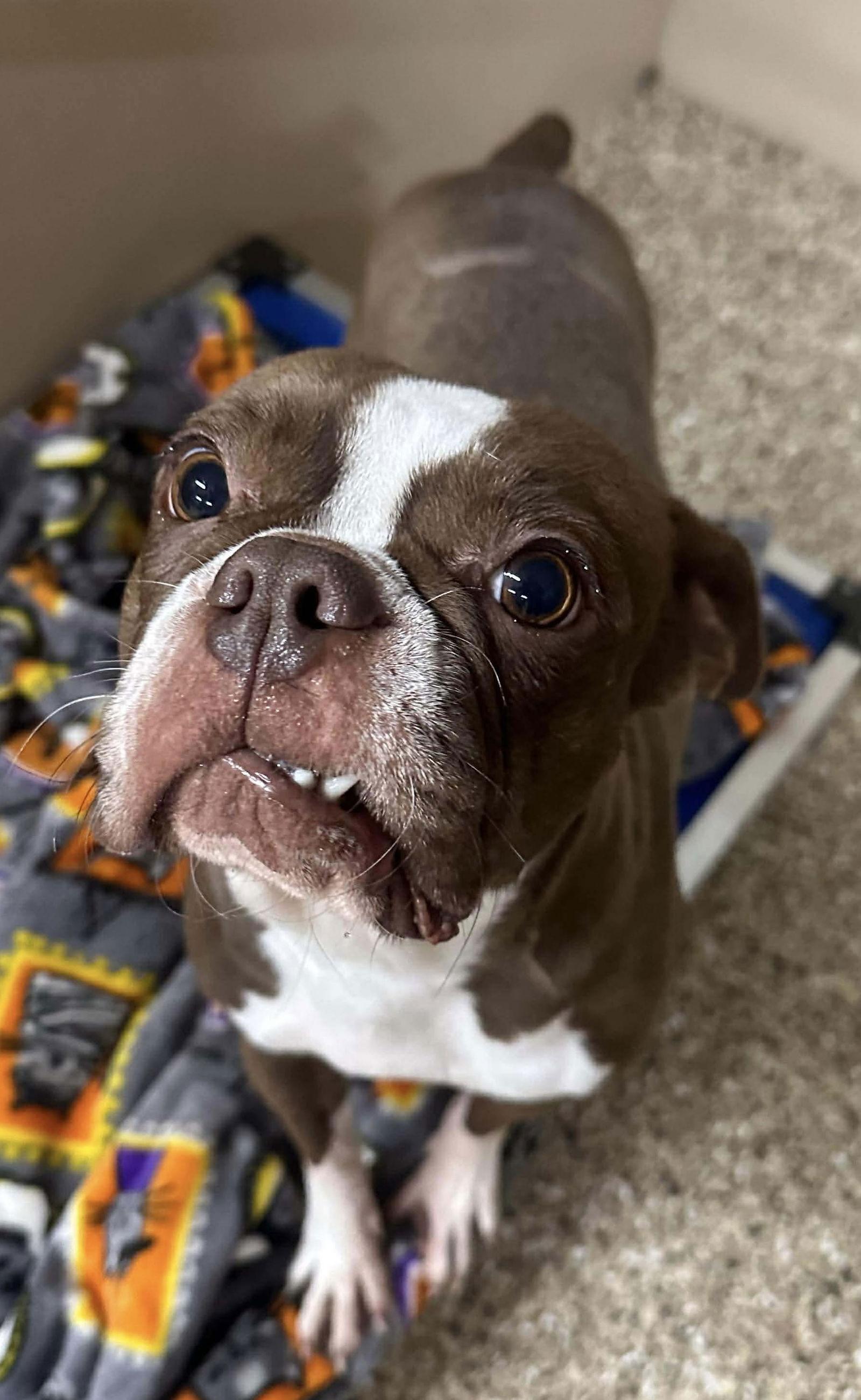 Rosie, Adoptable, Adult Female Boston Terrier.