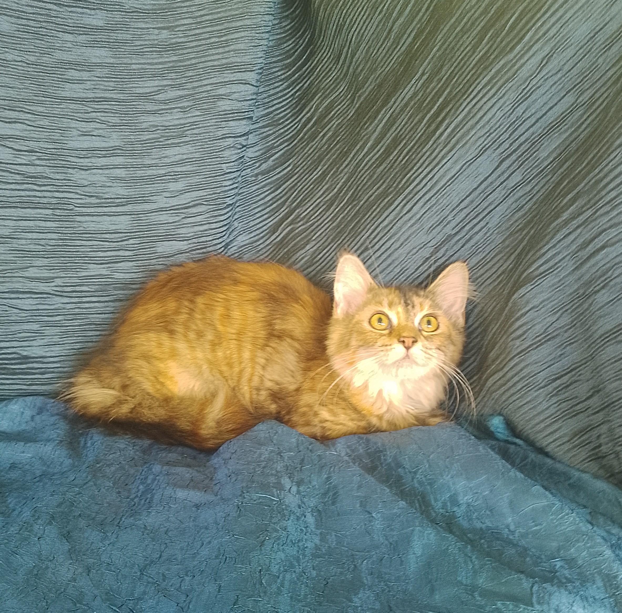 Stella 687, Adoptable, Kitten Female Domestic Long Hair.