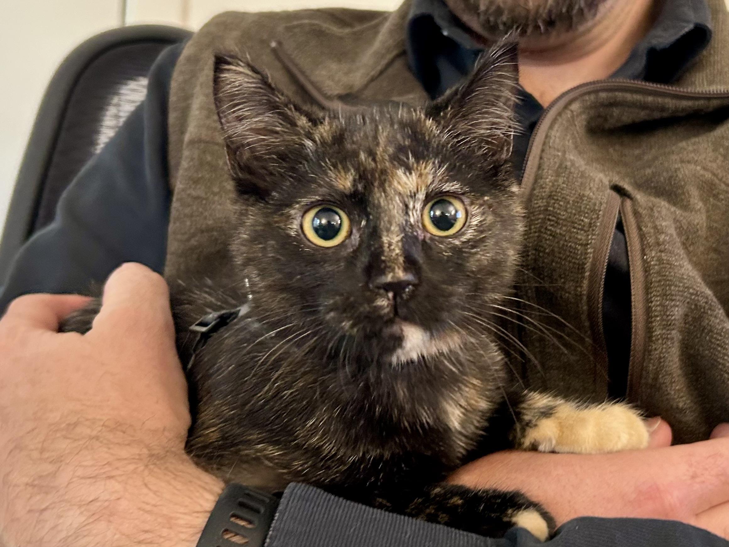 Daphne, a Adoptable Tortoiseshell in Greenfield, CA image 1/2