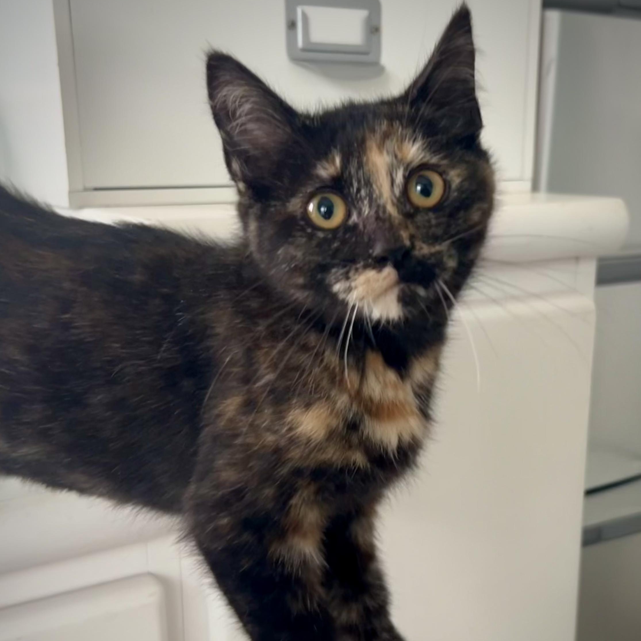 Daphne, a Adoptable Tortoiseshell in Greenfield, CA image 2/2