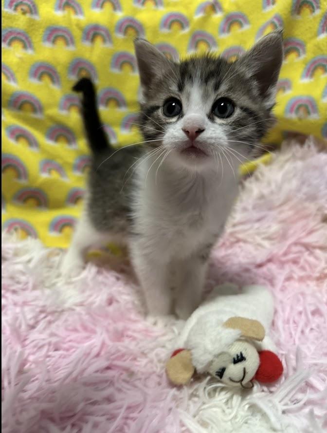 Enlarge Hozier, a Adopted Domestic Short Hair in The Colony, TX image 5/5