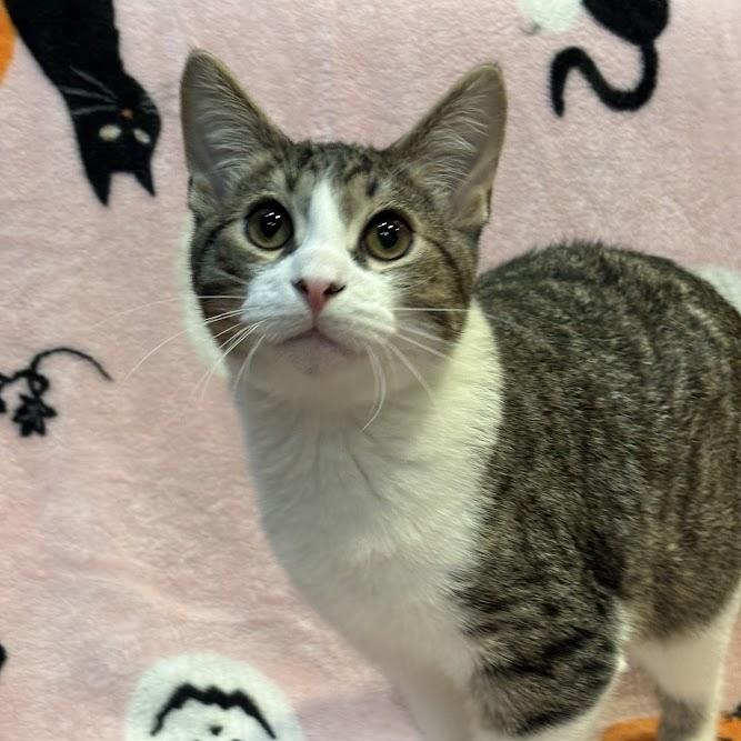 Enlarge Hozier, a Adopted Domestic Short Hair in The Colony, TX image 2/5