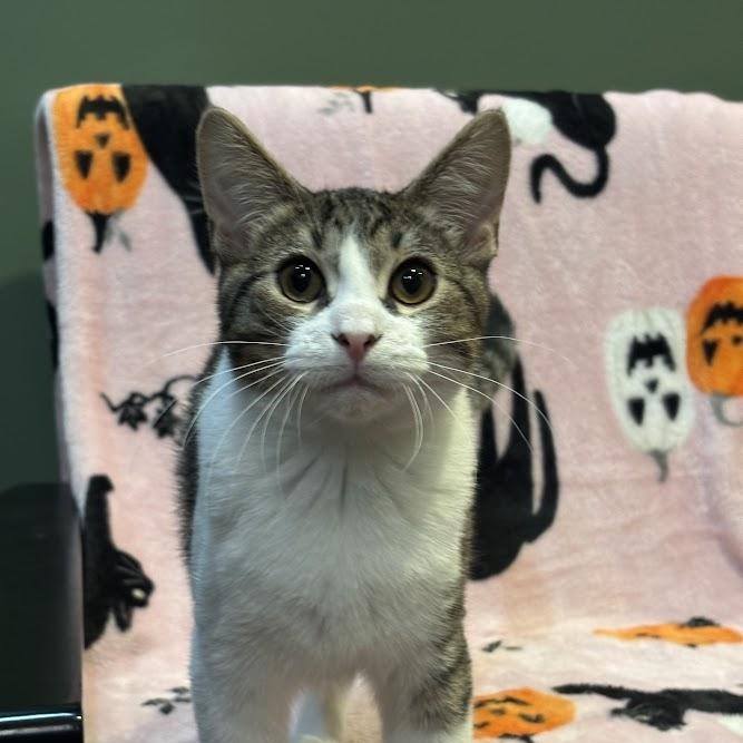 Enlarge Hozier, a Adopted Domestic Short Hair in The Colony, TX image 1/5