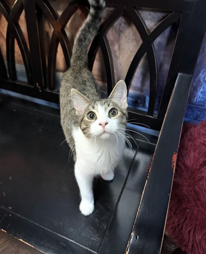 Enlarge Hozier, a Adopted Domestic Short Hair in The Colony, TX image 4/5