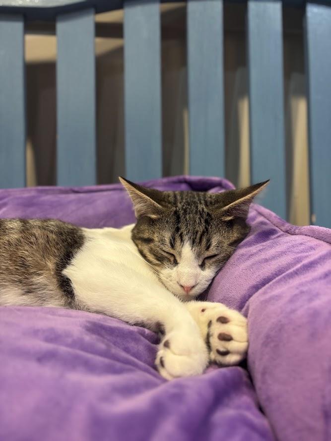 Enlarge Hozier, a Adopted Domestic Short Hair in The Colony, TX image 3/5