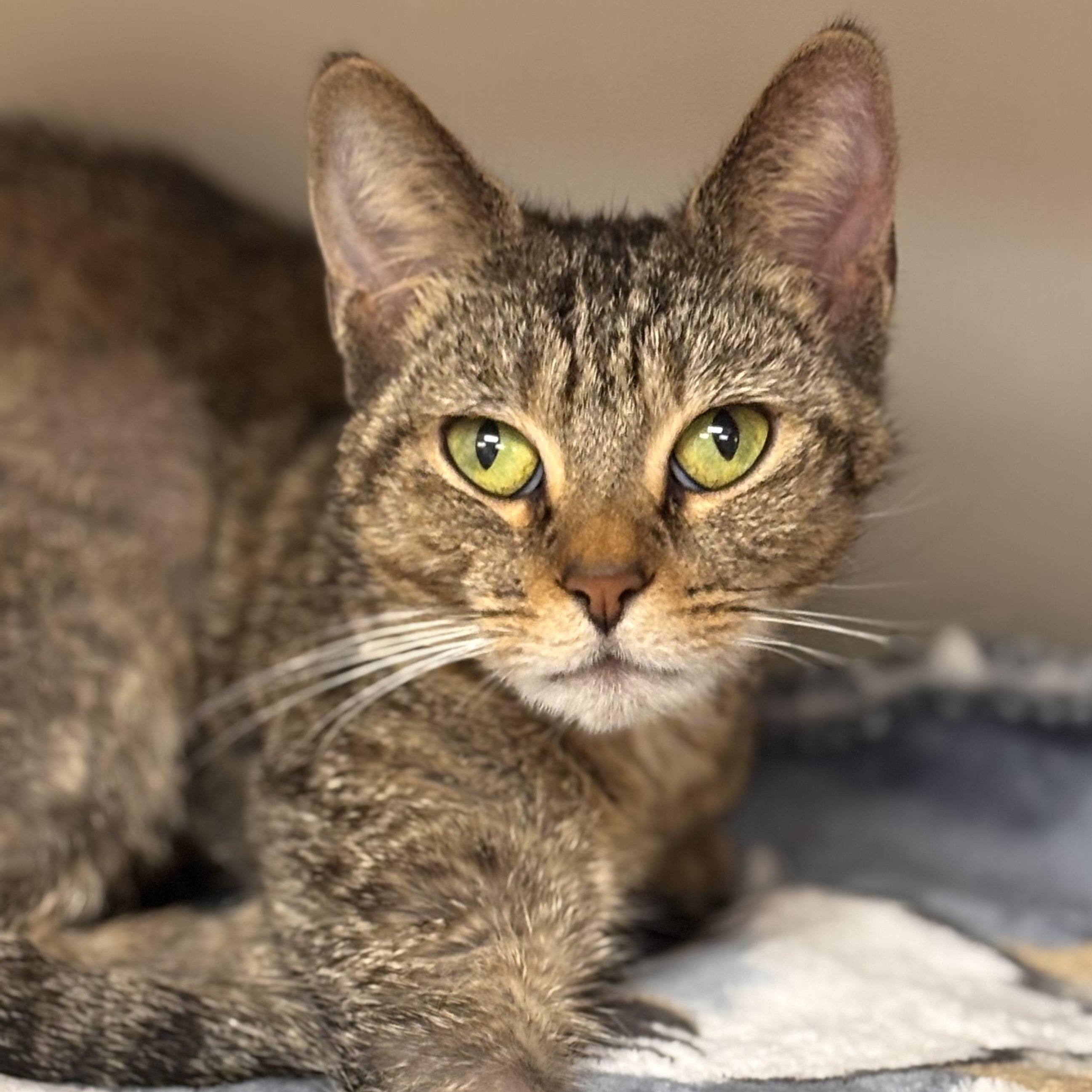 Pearl, ADOPTABLE, Adult Female Domestic Short Hair & Tiger.