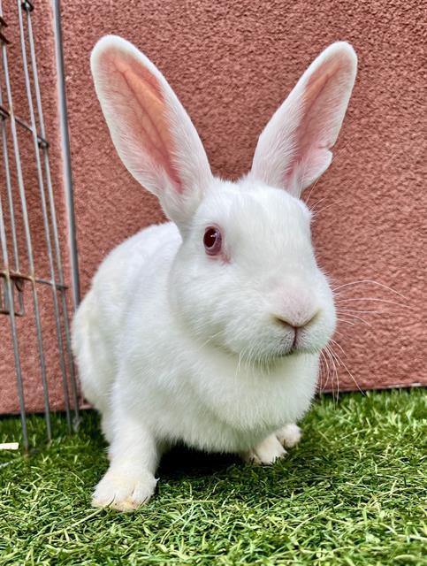 Enlarge DORALEE, a Adoptable Bunny Rabbit in San Francisco, CA image 1/1