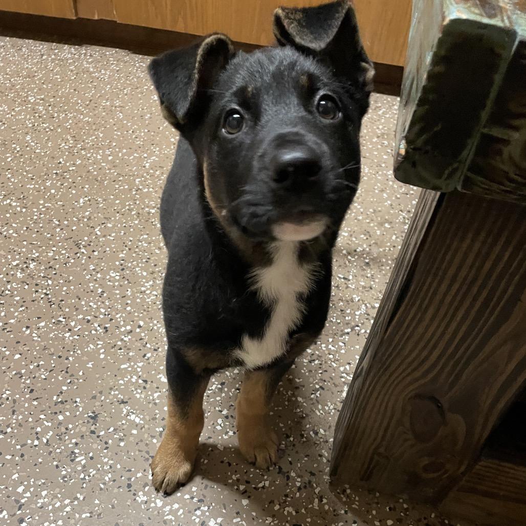 Enlarge Crissey, a Adoptable German Shepherd Dog in Stilwell, OK image 1/2