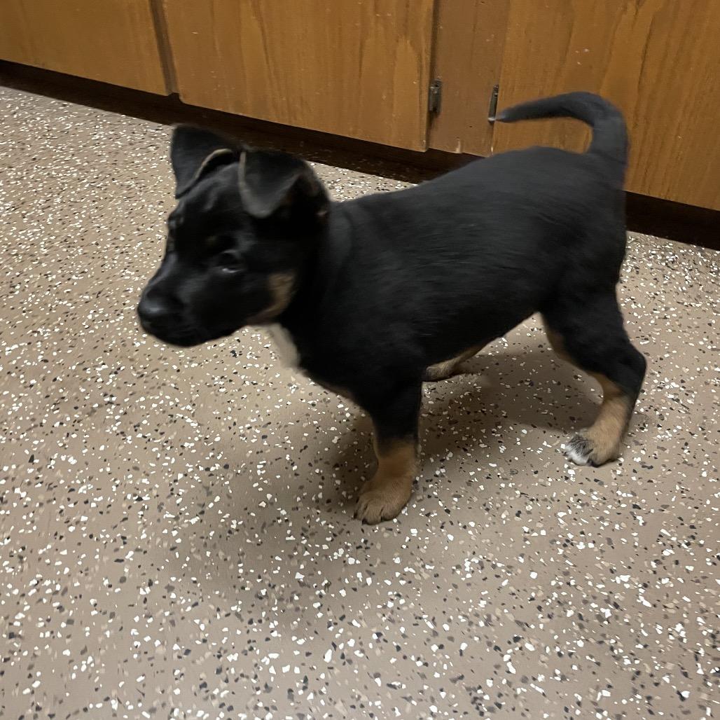 Enlarge Crissey, a Adoptable German Shepherd Dog in Stilwell, OK image 2/2