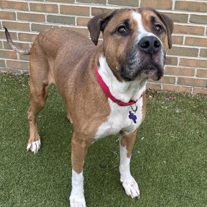 Enlarge Boomer, a Adoptable mixed breed in Lansing, MI image 2/3
