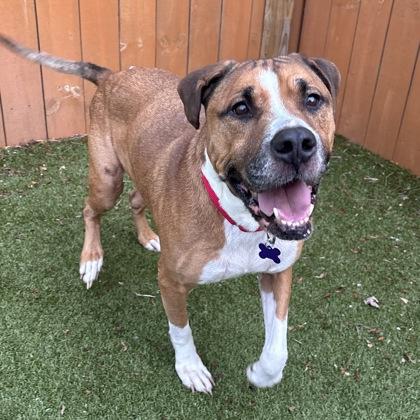 Enlarge Boomer, a Adoptable mixed breed in Lansing, MI image 3/3