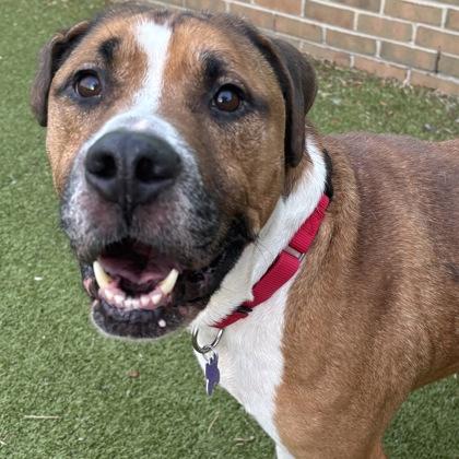 Enlarge Boomer, a Adoptable mixed breed in Lansing, MI image 1/3