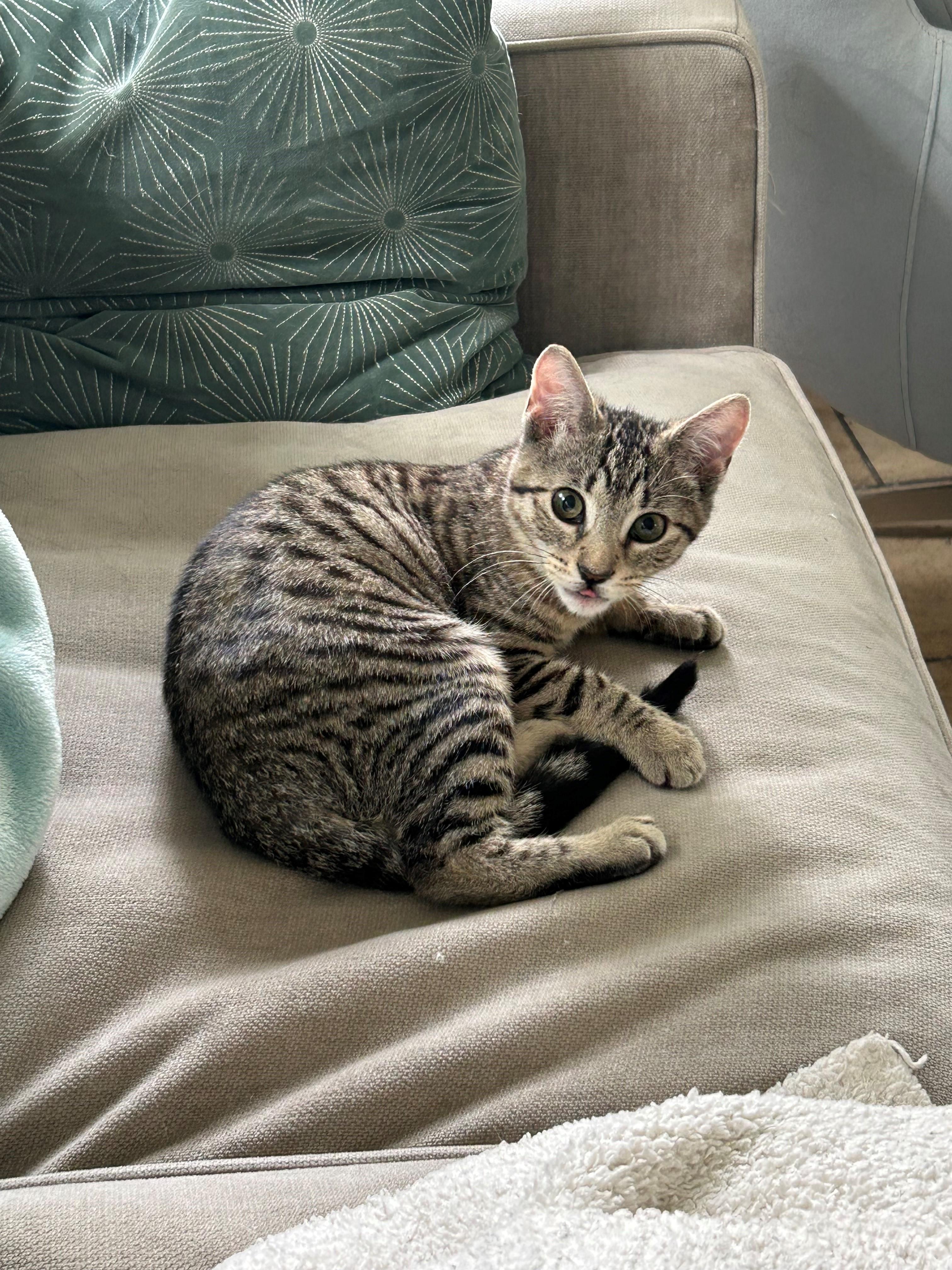 Enlarge Sami, a Adoptable Domestic Short Hair in Westfield, NJ image 4/5