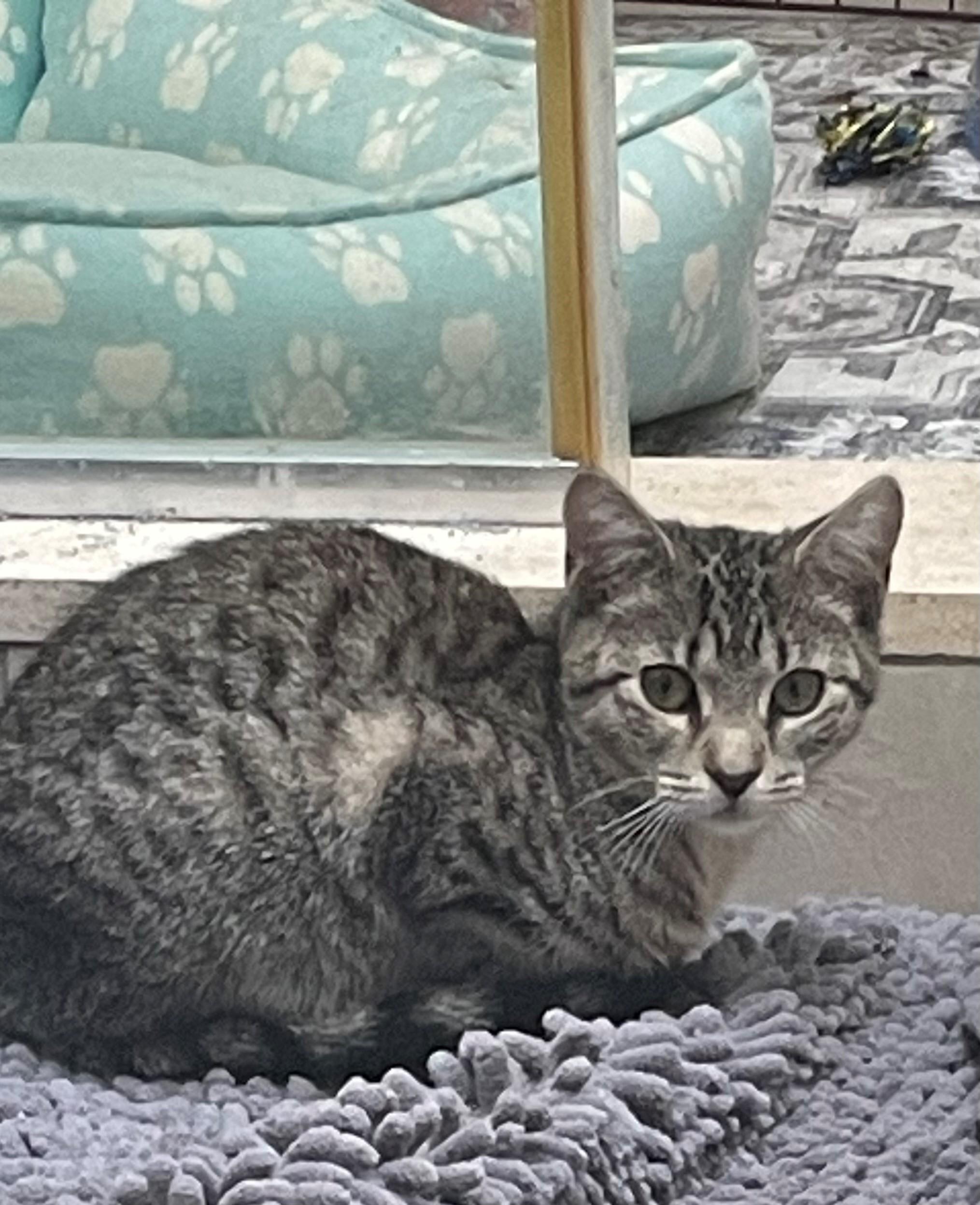 Enlarge Sami, a Adoptable Domestic Short Hair in Westfield, NJ image 2/5