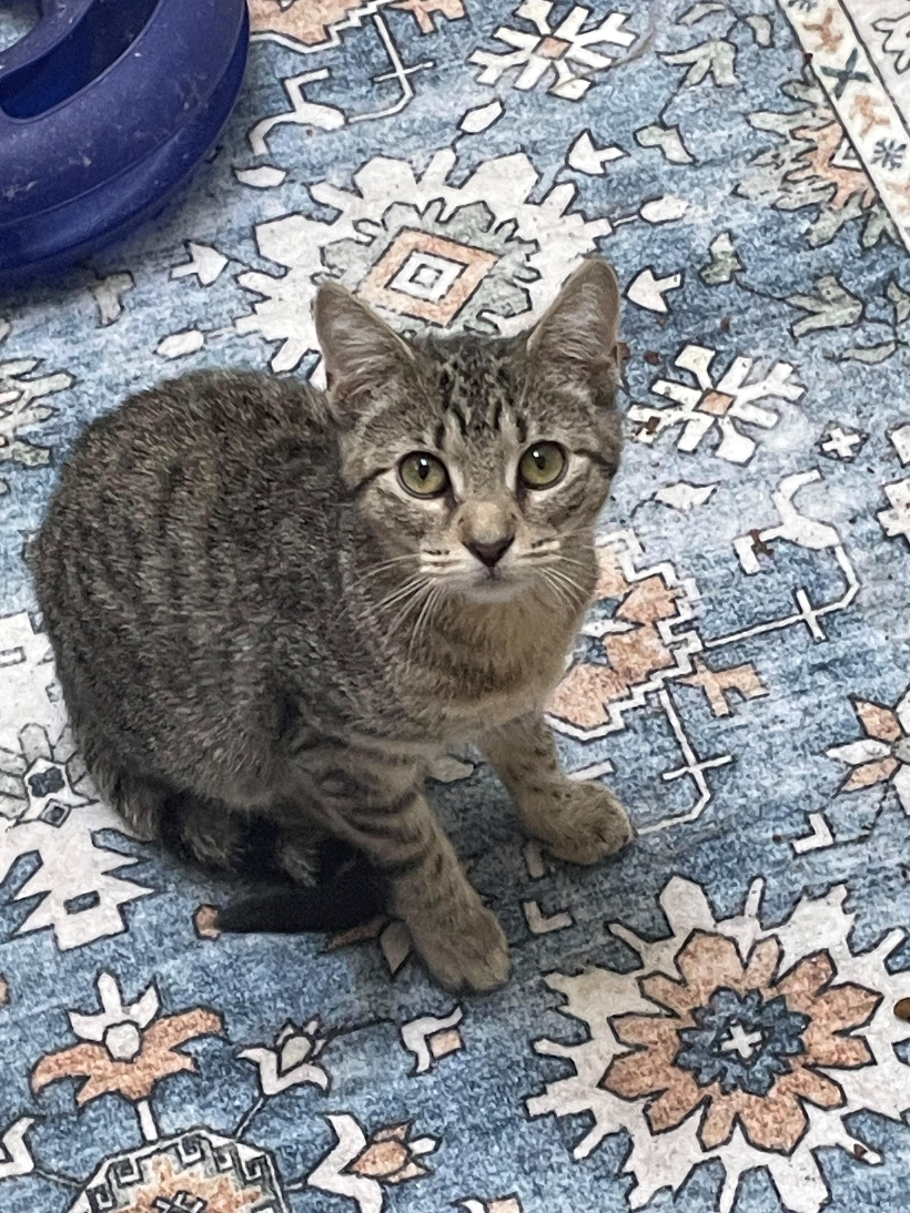 Sami, Adoptable, Young Female Domestic Short Hair.