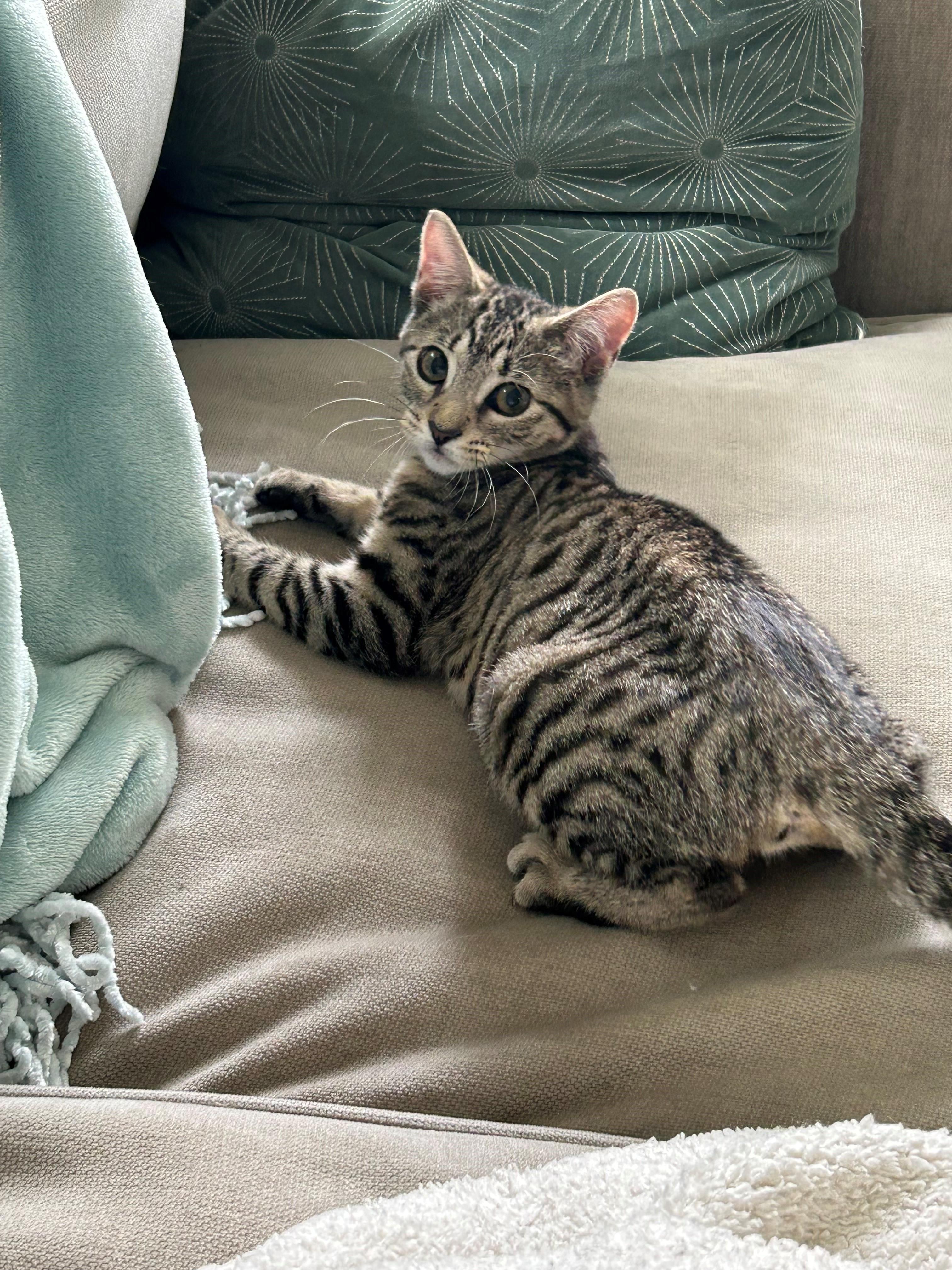 Enlarge Sami, a Adoptable Domestic Short Hair in Westfield, NJ image 5/5