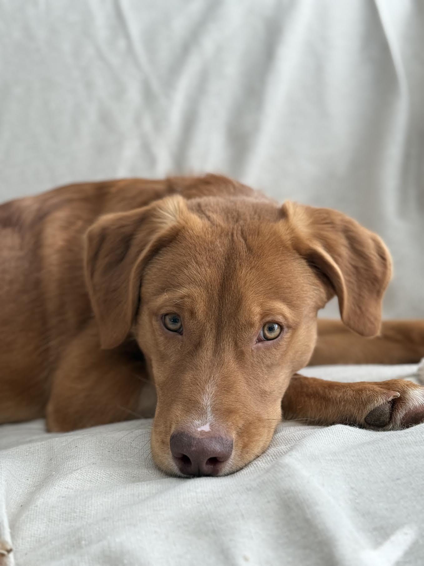 Enlarge Joss, a ADOPTABLE mixed breed in Cumming, GA image 3/5