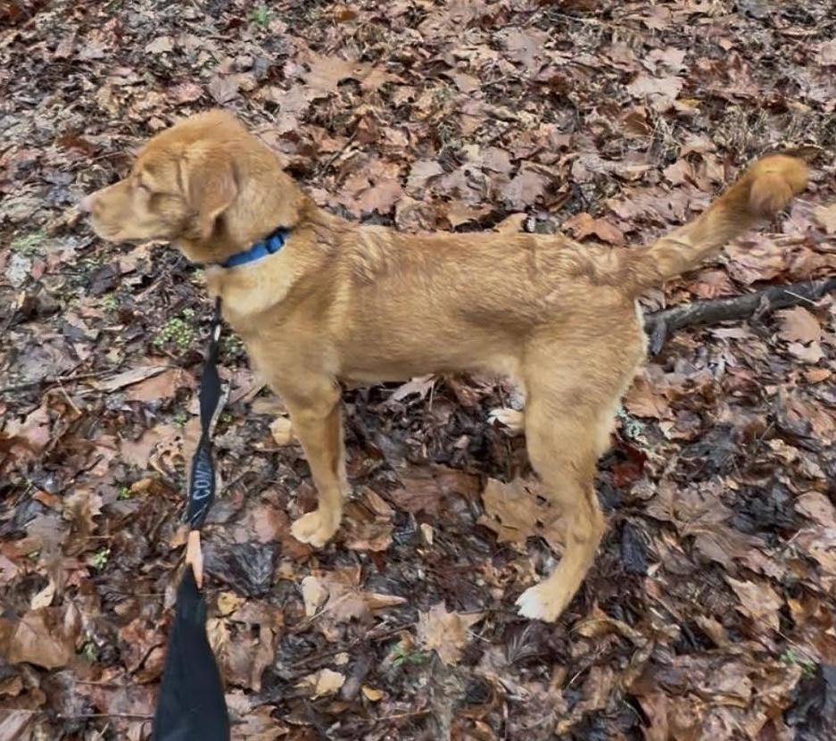 Enlarge Joss, a ADOPTABLE mixed breed in Cumming, GA image 2/5