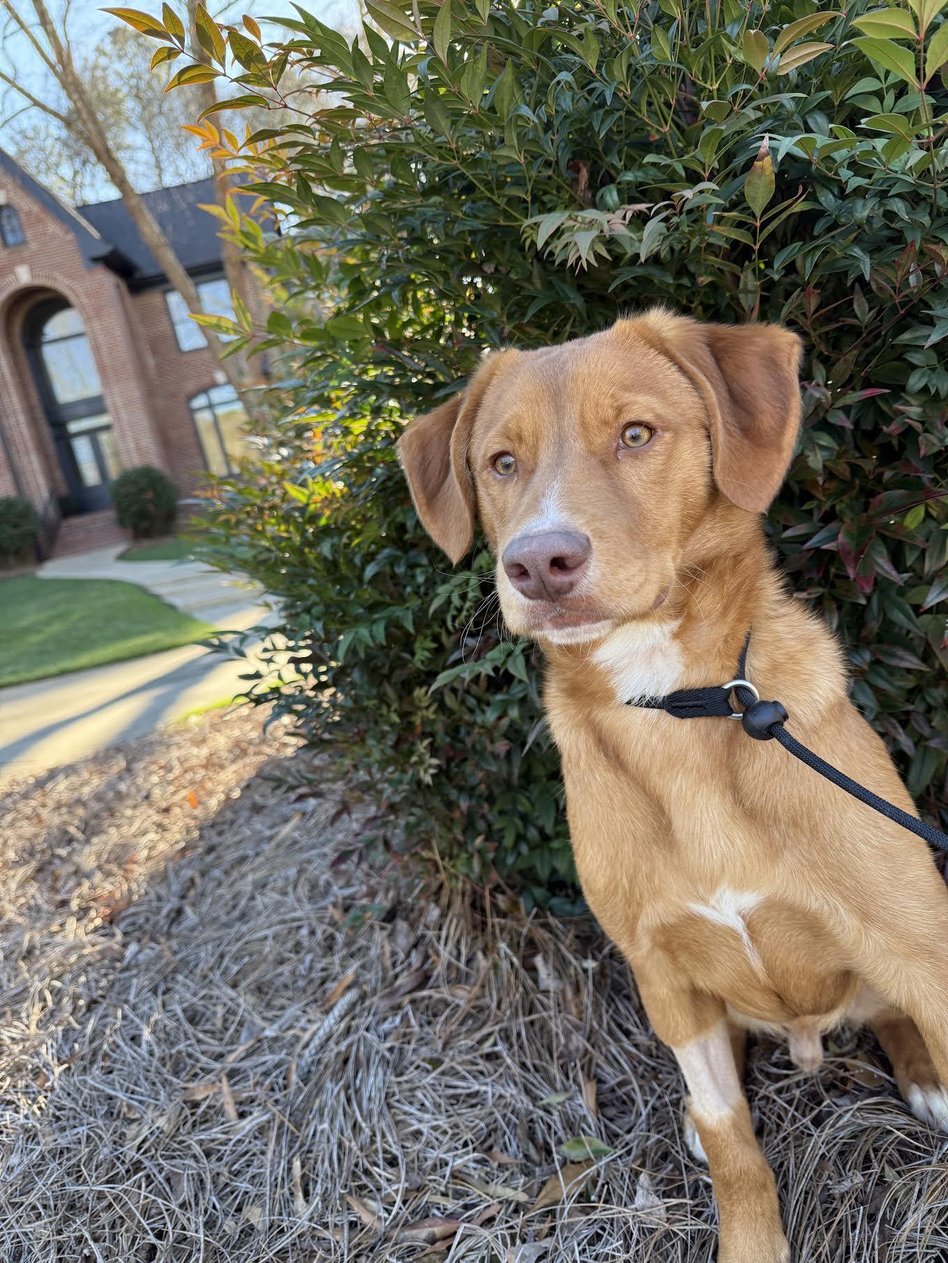 Enlarge Joss, a ADOPTABLE mixed breed in Cumming, GA image 5/5