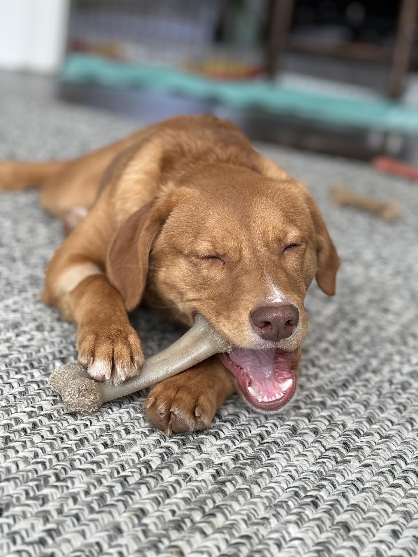 Enlarge Joss, a ADOPTABLE mixed breed in Cumming, GA image 4/5