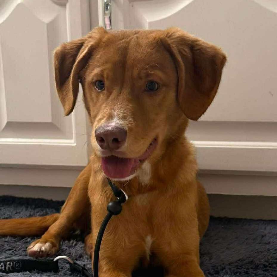 Joss, ADOPTABLE, Puppy Male Retriever.
