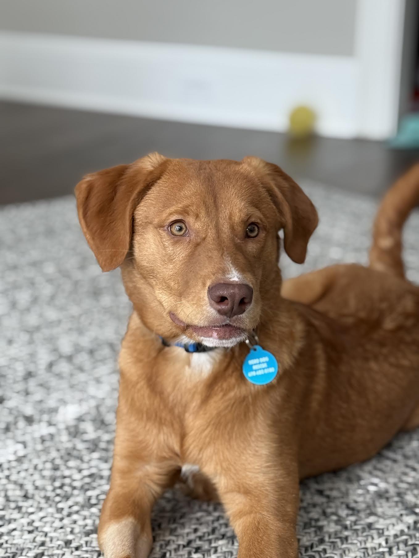 Enlarge Joss, a ADOPTABLE mixed breed in Cumming, GA image 1/5