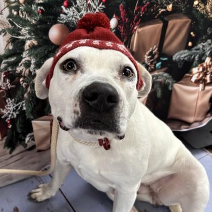 Dolly Parton, a Adoptable mixed breed in Bryan, TX image 1/3