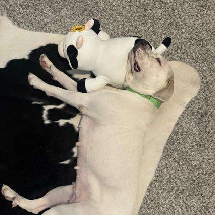 Dolly Parton, a Adoptable mixed breed in Bryan, TX image 2/3