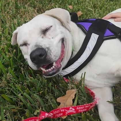 Dolly Parton, a Adoptable mixed breed in Bryan, TX image 3/3