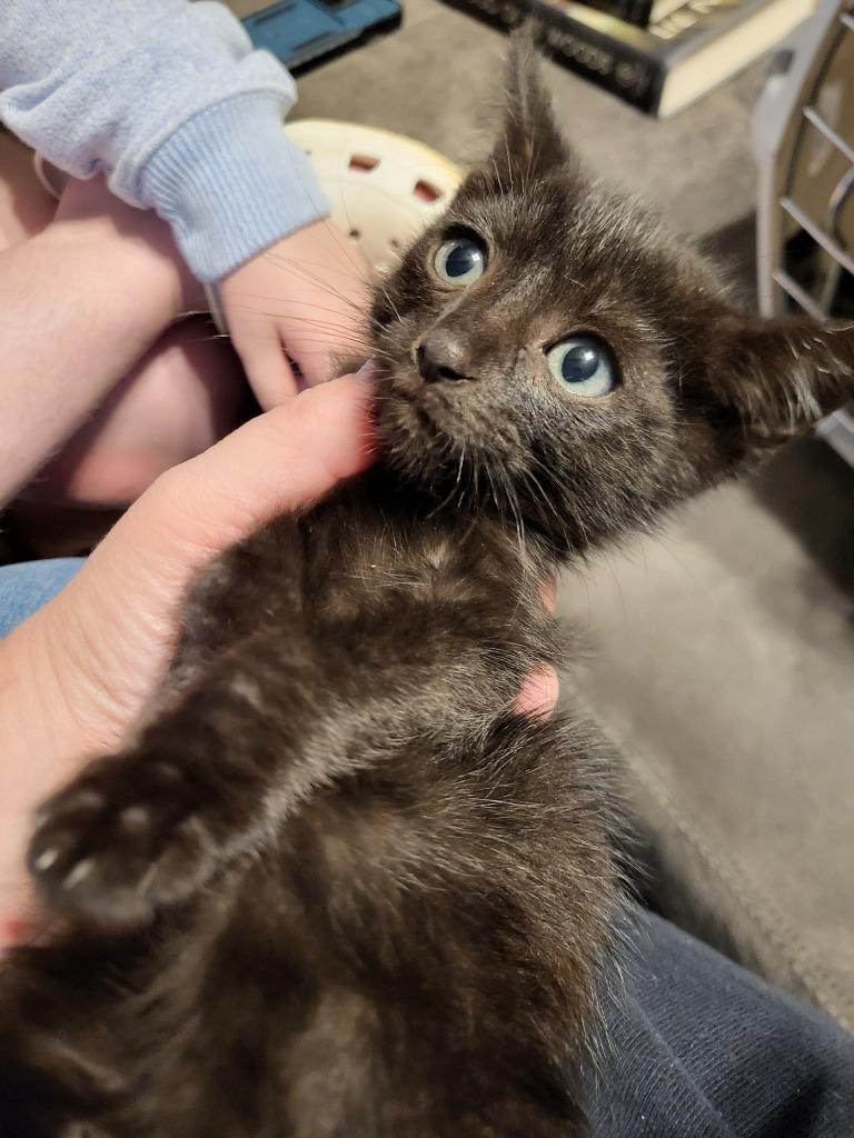 Bumper, Adoptable, Young Male Bombay.