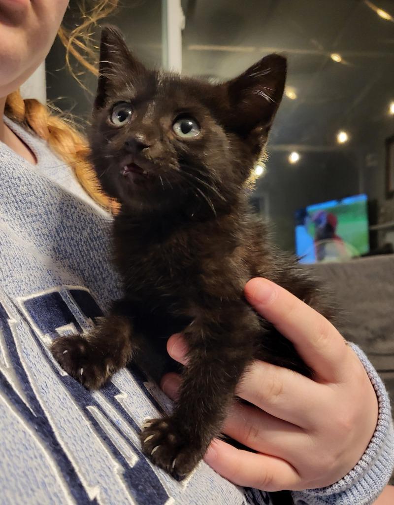 Enlarge Bumper, a Adoptable Bombay in Buford, GA image 2/6