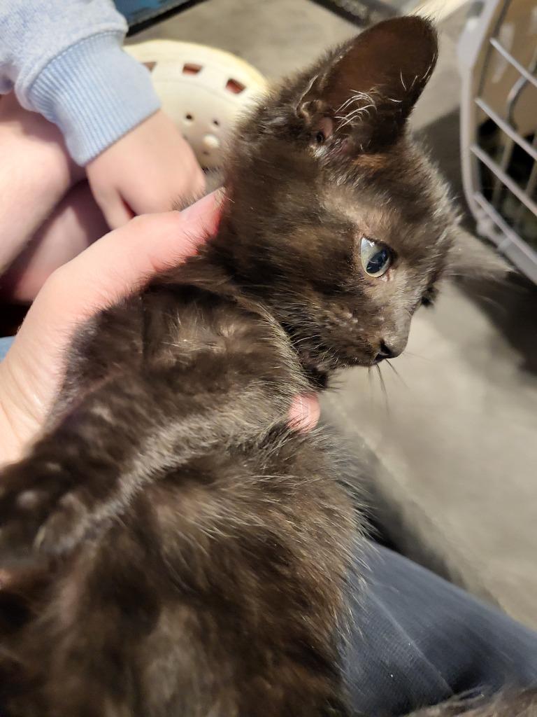 Bumper, Adoptable, Young Male Bombay.