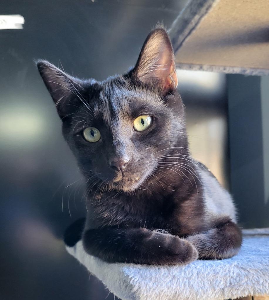 Enlarge Bumper, a Adoptable Bombay in Buford, GA image 4/6