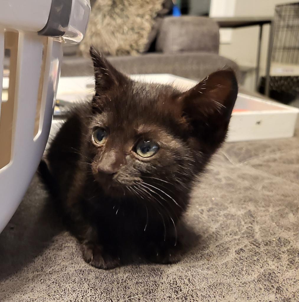 Enlarge Bumper, a Adoptable Bombay in Buford, GA image 5/6
