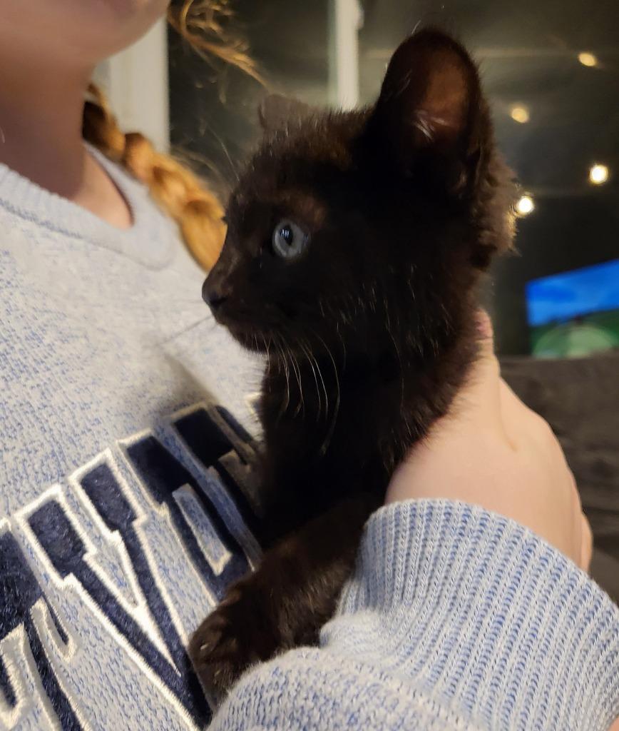 Enlarge Bumper, a Adoptable Bombay in Buford, GA image 6/6