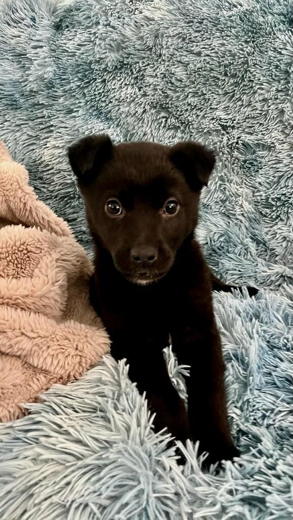 Enlarge Comet, an adopted mixed breed in Polson, MT image 2/3