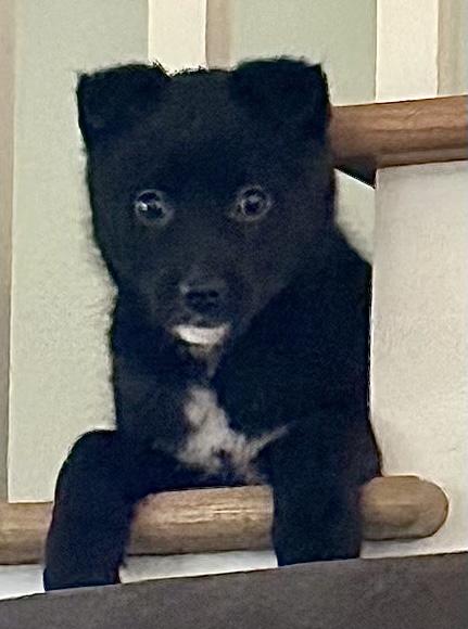 Enlarge Comet, an adopted mixed breed in Polson, MT image 1/3