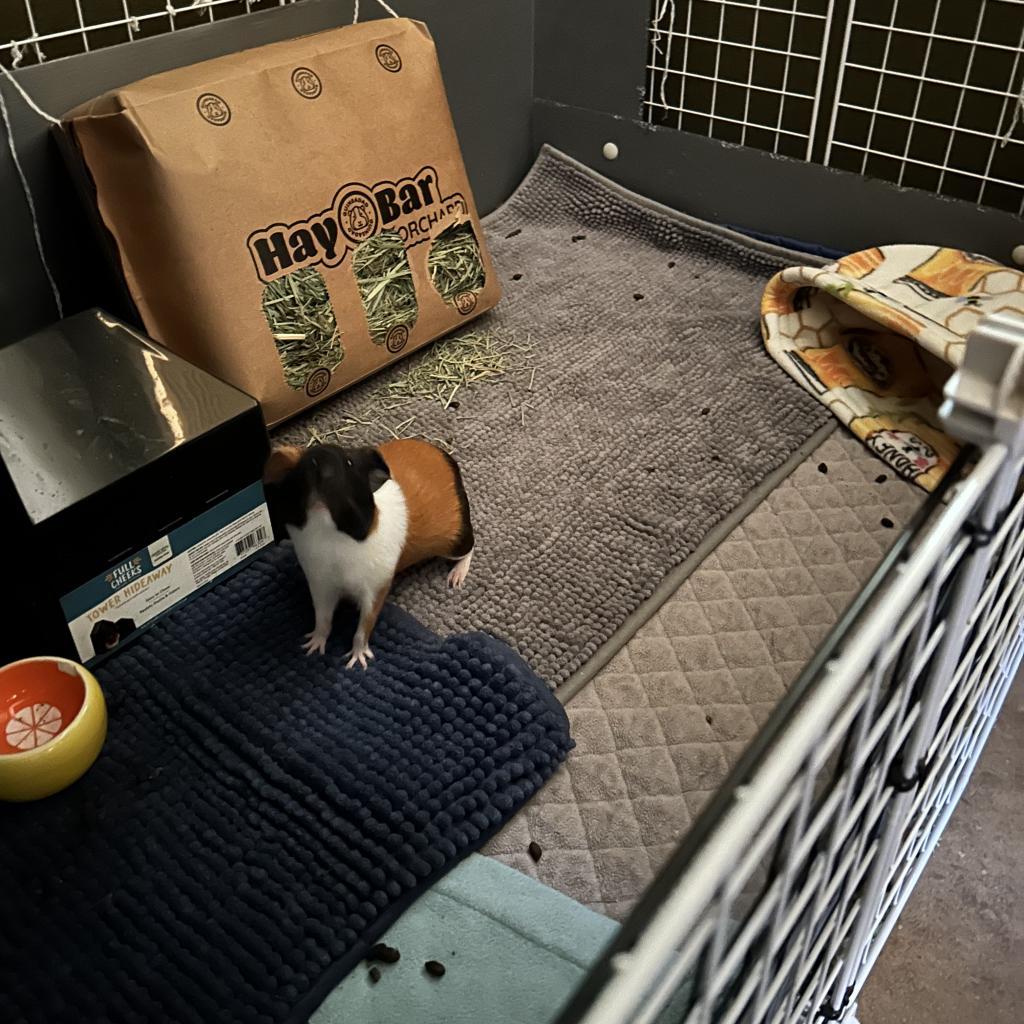 Anna, Adoptable, Adult Female Guinea Pig.