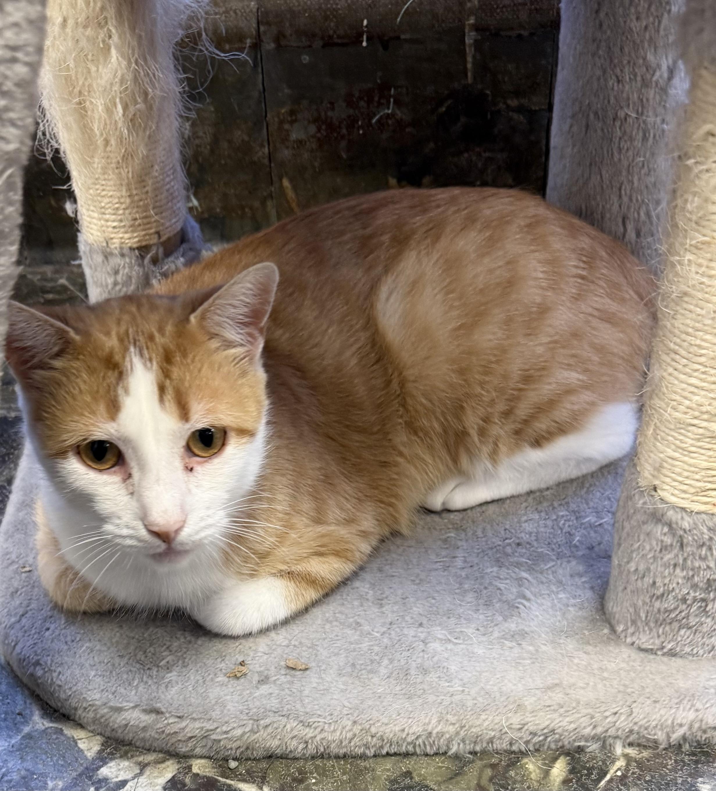 Elsa, Adoptable, Adult Female Domestic Short Hair.