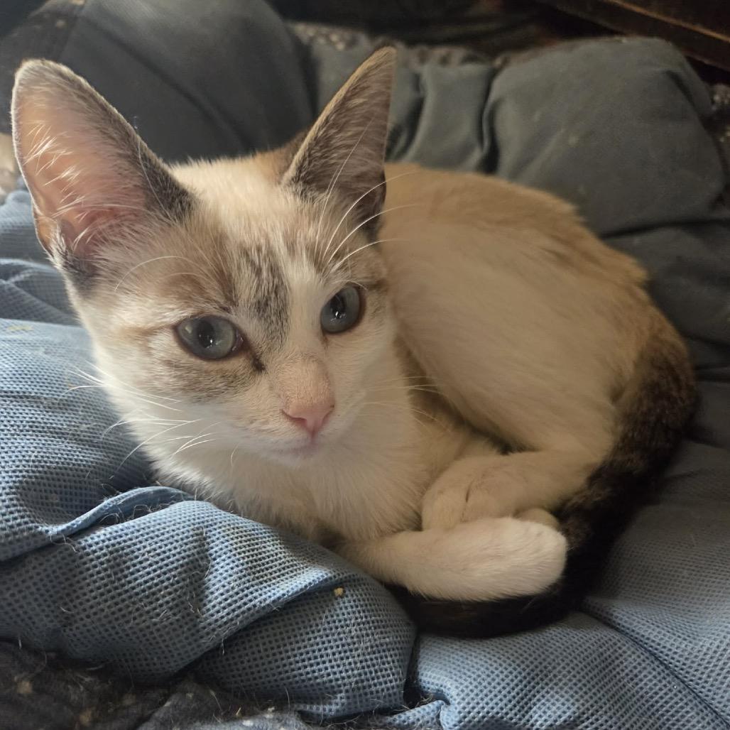 Enlarge Sandy, a Adoptable Siamese in mount vernon, AR image 1/1