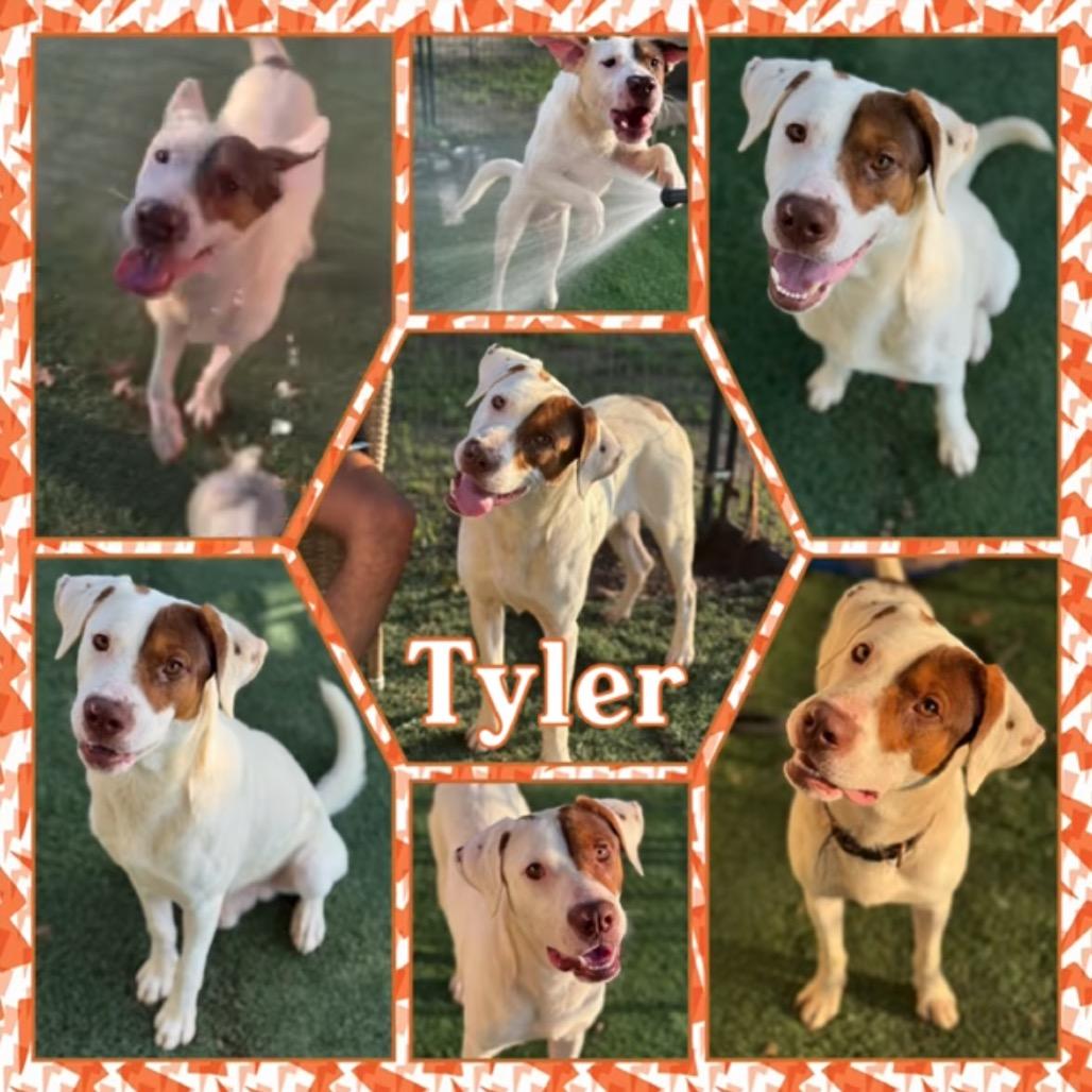 Tyler, Adoptable, Adult Male Pit Bull Terrier.
