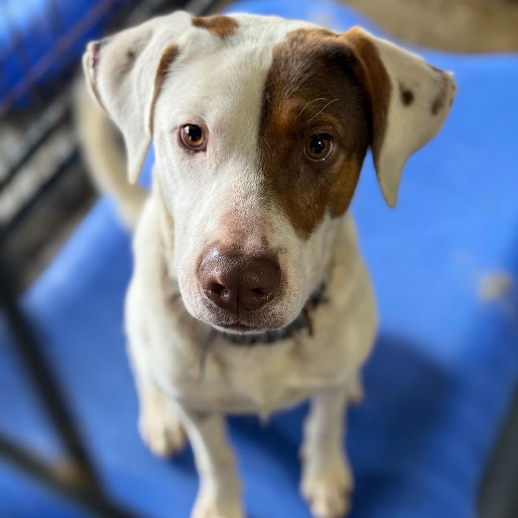 Enlarge Tyler, a Adoptable mixed breed in Fort Smith, AR image 2/2