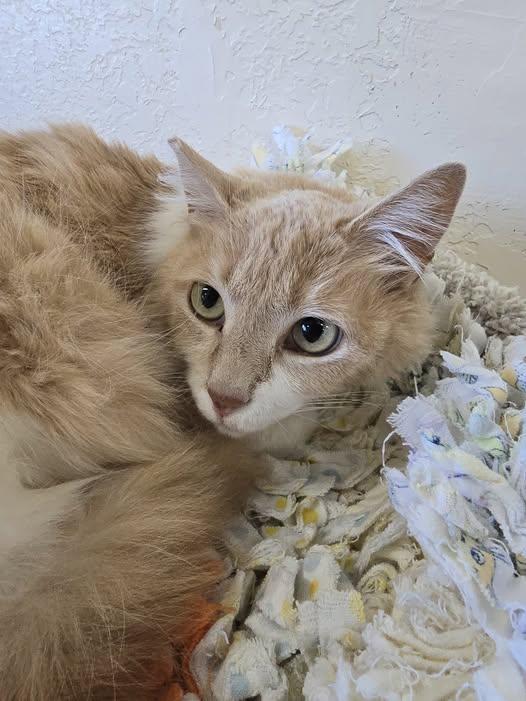 Enlarge Lucy, an adopted Domestic Long Hair in Prineville, OR image 1/1