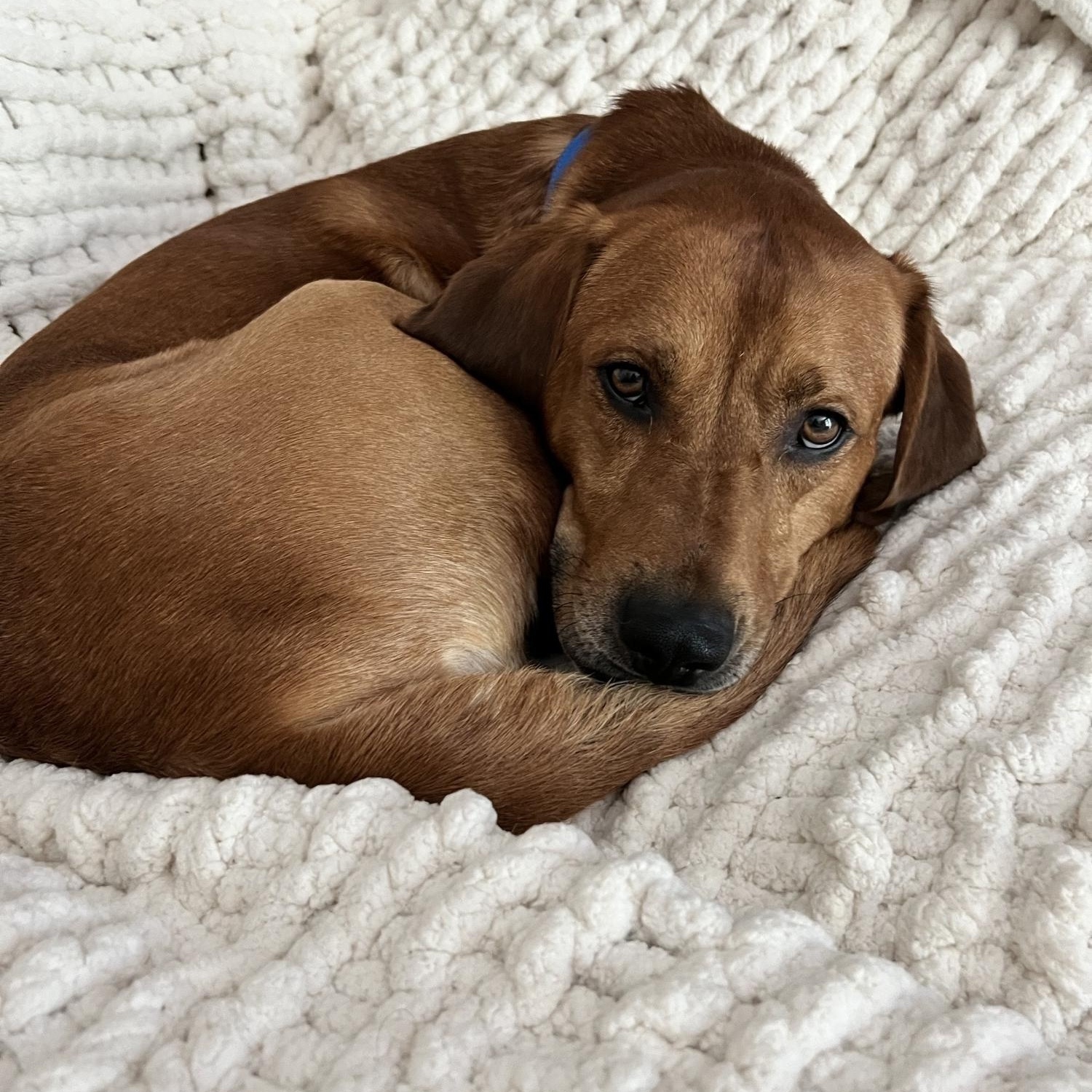 Enlarge Red, an adoptable mixed breed in Saint Charles, MO image 3/5