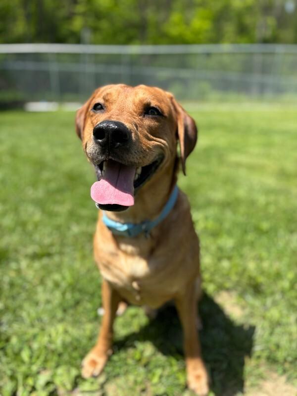 Enlarge Red, a ADOPTABLE mixed breed in Saint Charles, MO image 2/2